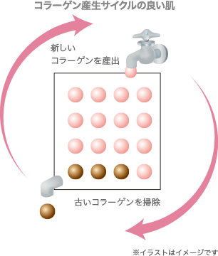 コラーゲン産生サイクルの良い肌図 イラストはイメージです。